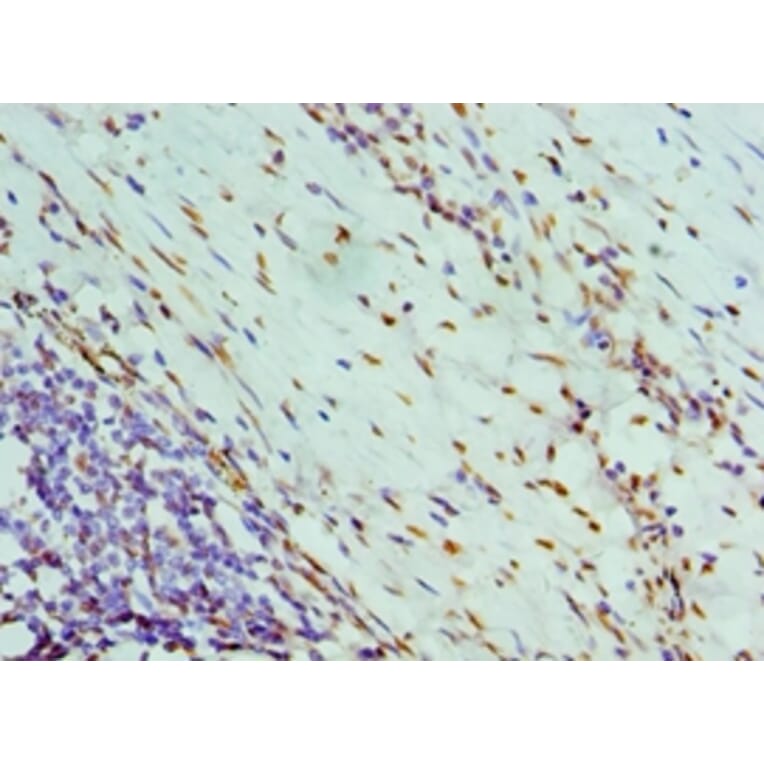 Immunohistochemistry - NONO Polyclonal Antibody from Signalway Antibody (42655) - Antibodies.com