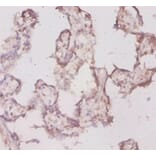 Immunohistochemistry - Translationally-controlled tumor Polyclonal Antibody from Signalway Antibody (42353)