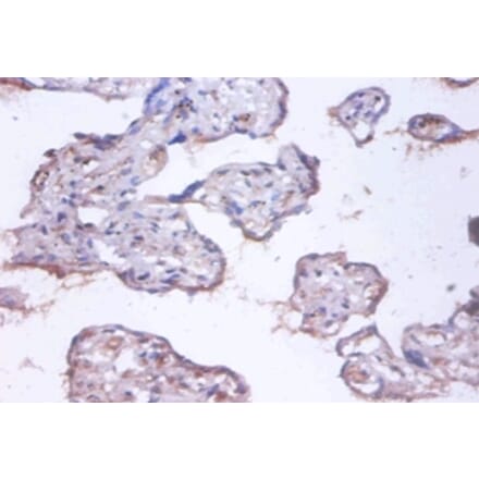 Immunohistochemistry - COMM domain-containing protein 4 Polyclonal Antibody from Signalway Antibody (42419)