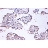 Immunohistochemistry - COMM domain-containing protein 4 Polyclonal Antibody from Signalway Antibody (42419)