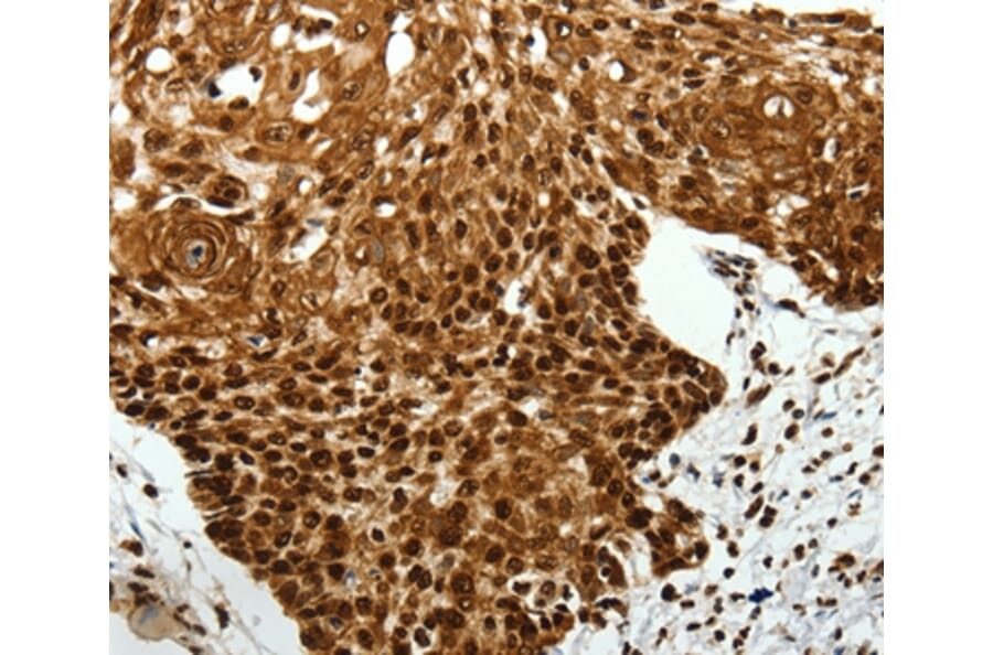 Immunohistochemistry - SCN1A/2A/3A/4A/5A/8A/9A/10A/11A/12A Antibody from Signalway Antibody (37231) - Antibodies.com
