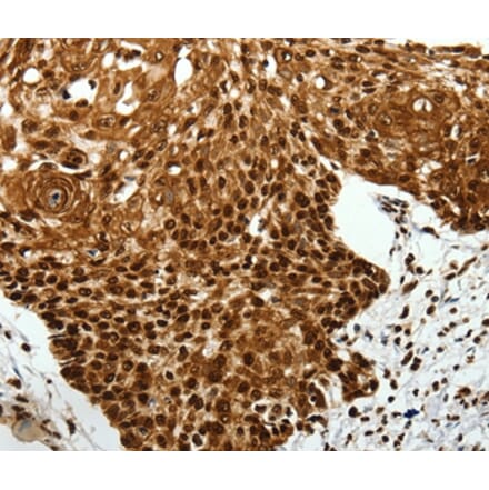 Immunohistochemistry - SCN1A/2A/3A/4A/5A/8A/9A/10A/11A/12A Antibody from Signalway Antibody (37231) - Antibodies.com