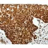 Immunohistochemistry - SCN1A/2A/3A/4A/5A/8A/9A/10A/11A/12A Antibody from Signalway Antibody (37231) - Antibodies.com