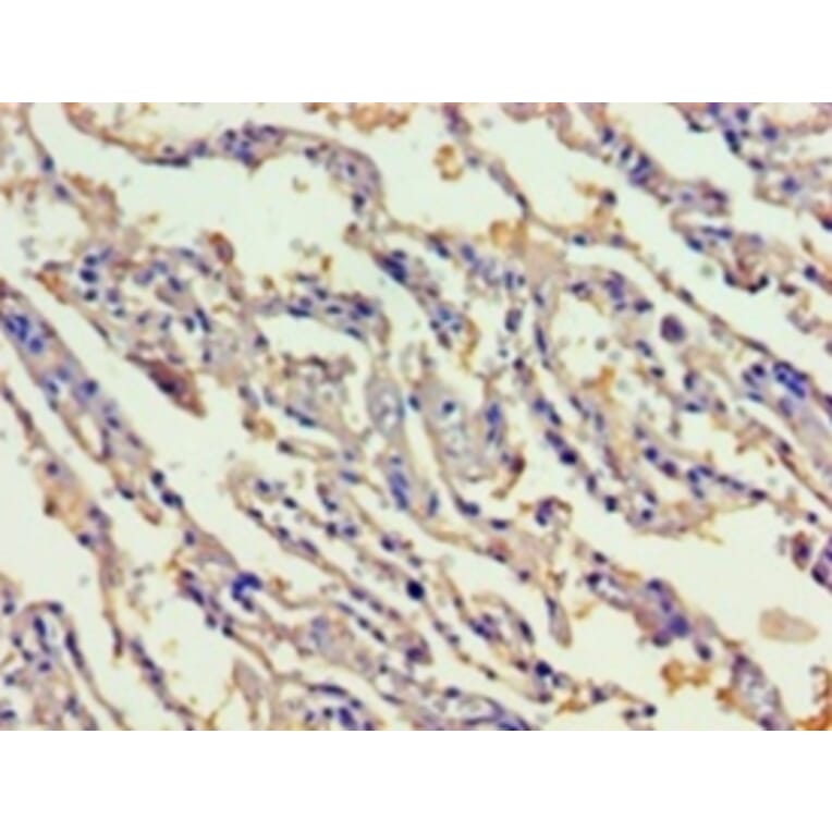 Immunohistochemistry - Gastric intrinsic factor Polyclonal Antibody from Signalway Antibody (42180) - Antibodies.com