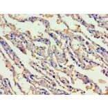 Immunohistochemistry - Gastric intrinsic factor Polyclonal Antibody from Signalway Antibody (42180) - Antibodies.com