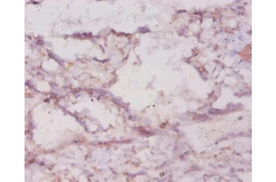 Immunohistochemistry - Heme oxygenase 1 protein Polyclonal Antibody from Signalway Antibody (42207) - Antibodies.com