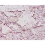 Immunohistochemistry - Heme oxygenase 1 protein Polyclonal Antibody from Signalway Antibody (42207) - Antibodies.com