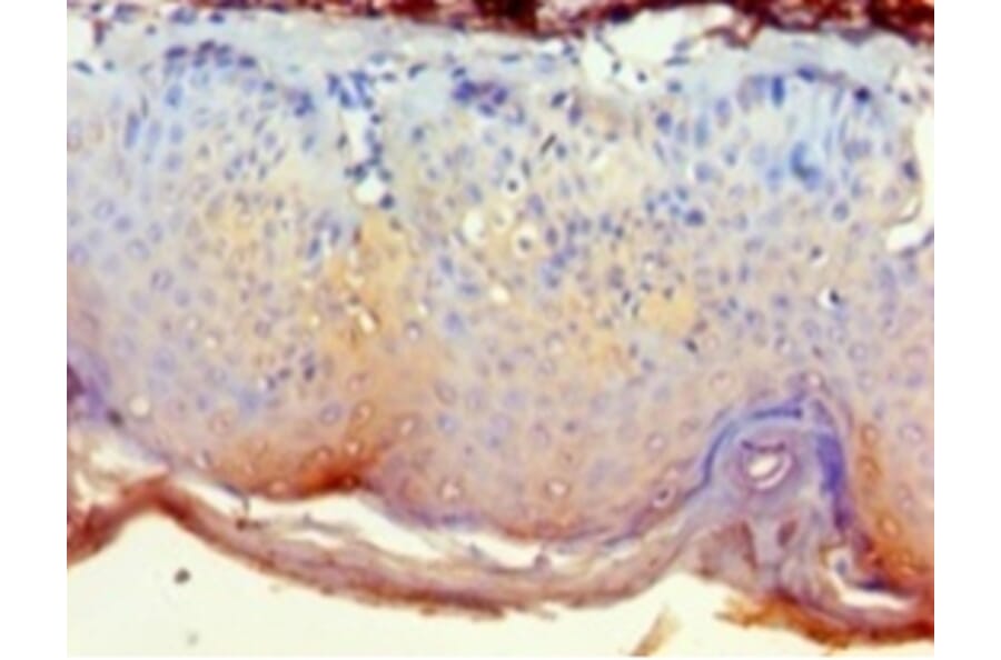 Immunohistochemistry - Cytoplasmic protein NCK2 Polyclonal Antibody from Signalway Antibody (42268) - Antibodies.com