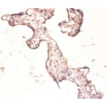 Immunohistochemistry - 60S ribosomal protein L3 Polyclonal Antibody from Signalway Antibody (42347) - Antibodies.com