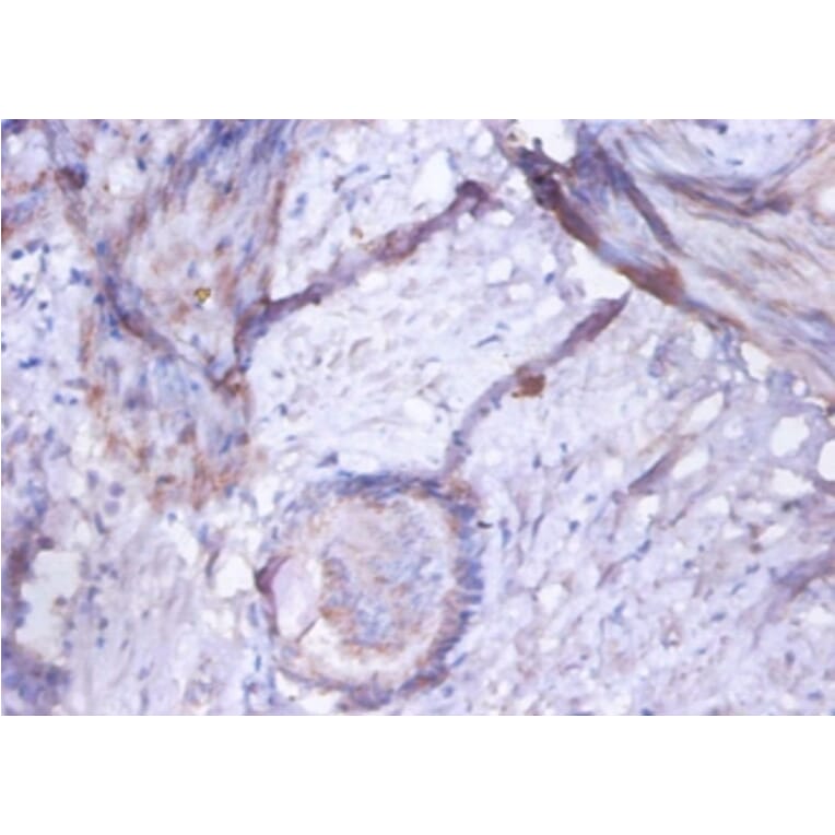 Immunohistochemistry - Golgi membrane protein 1 Polyclonal Antibody from Signalway Antibody (42527) - Antibodies.com