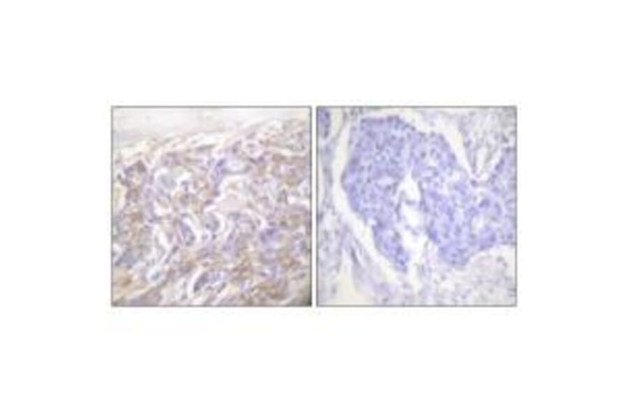 Immunohistochemistry - TNF Receptor-1 Antibody from Signalway Antibody (33527) - Antibodies.com