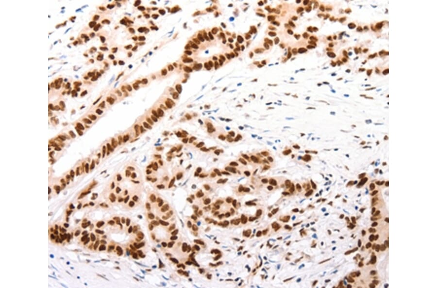 Immunohistochemistry - CASP9 (active) Antibody from Signalway Antibody (37307) - Antibodies.com