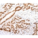 Immunohistochemistry - CASP9 (active) Antibody from Signalway Antibody (37307) - Antibodies.com