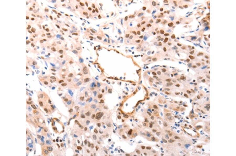 Immunohistochemistry - CASP9 (active) Antibody from Signalway Antibody (37307) - Antibodies.com