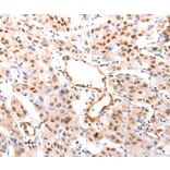 Immunohistochemistry - CASP9 (active) Antibody from Signalway Antibody (37307) - Antibodies.com
