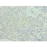 Immunohistochemistry - PRL Monoclonal Antibody from Signalway Antibody (42025) - Antibodies.com