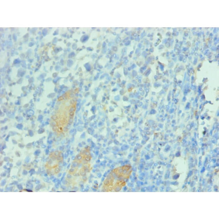 Immunohistochemistry - PGC Monoclonal Antibody from Signalway Antibody (42044) - Antibodies.com