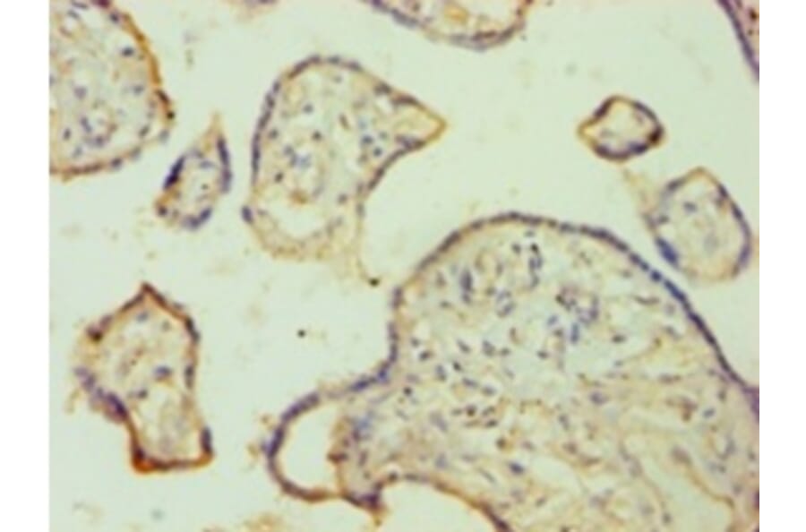 Immunohistochemistry - FGA Polyclonal Antibody from Signalway Antibody (42168) - Antibodies.com