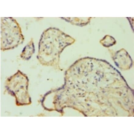 Immunohistochemistry - FGA Polyclonal Antibody from Signalway Antibody (42168) - Antibodies.com