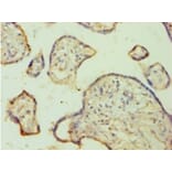Immunohistochemistry - FGA Polyclonal Antibody from Signalway Antibody (42168) - Antibodies.com
