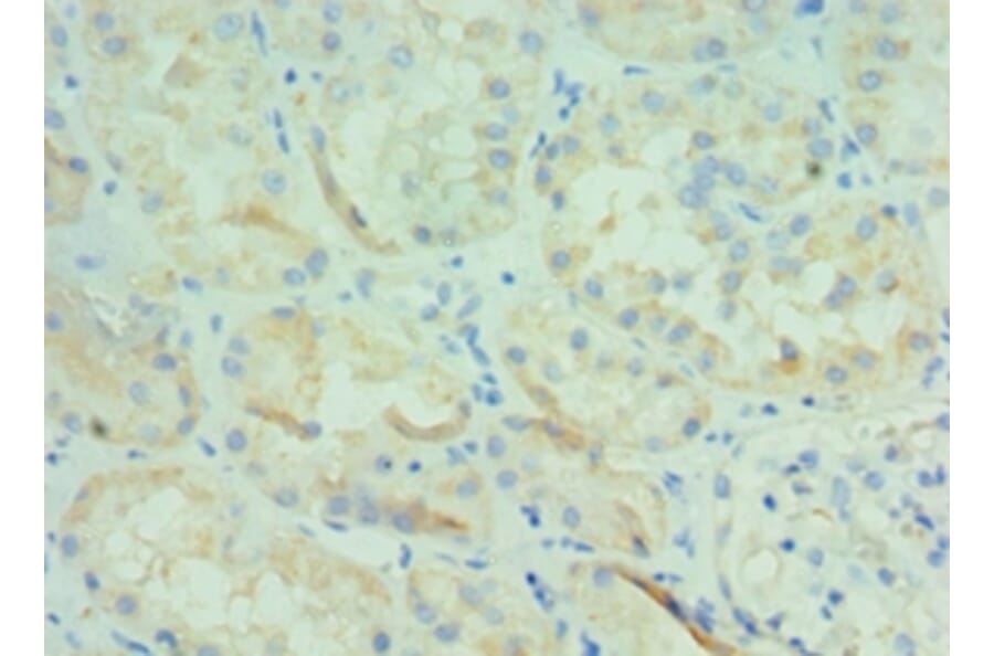 Immunohistochemistry - BOC Polyclonal Antibody from Signalway Antibody (42679) - Antibodies.com