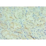 Immunohistochemistry - BOC Polyclonal Antibody from Signalway Antibody (42679) - Antibodies.com