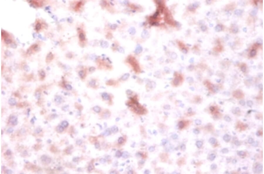 Immunohistochemistry - DTW domain-containing protein 1 Polyclonal Antibody from Signalway Antibody (42153)