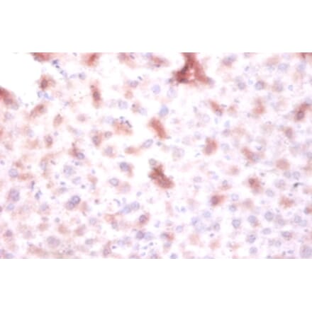 Immunohistochemistry - DTW domain-containing protein 1 Polyclonal Antibody from Signalway Antibody (42153)