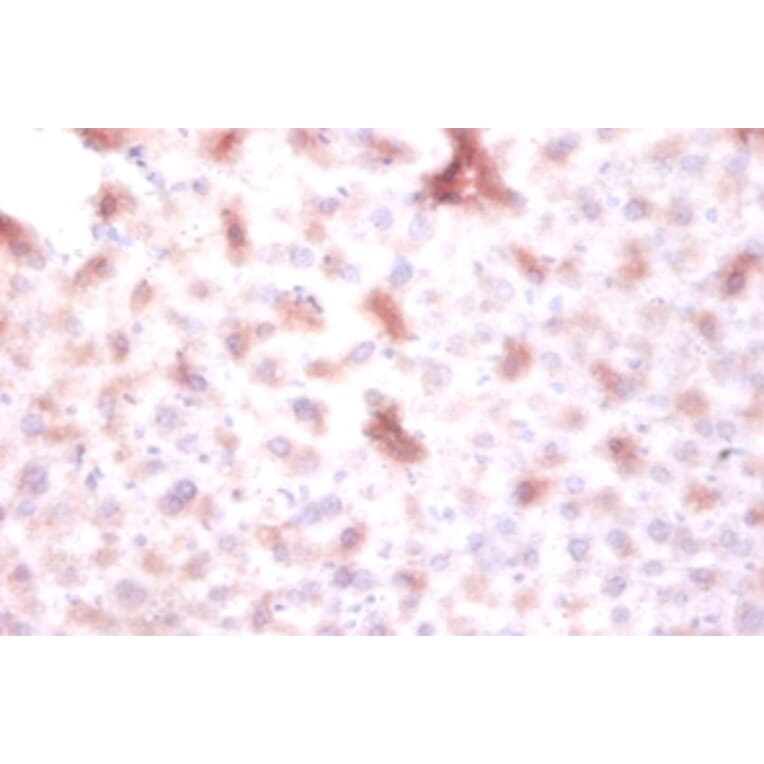Immunohistochemistry - DTW domain-containing protein 1 Polyclonal Antibody from Signalway Antibody (42153)
