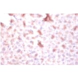 Immunohistochemistry - DTW domain-containing protein 1 Polyclonal Antibody from Signalway Antibody (42153)