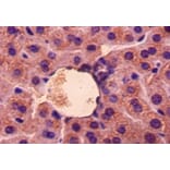 Immunohistochemistry - Growth/differentiation factor 5 Polyclonal Antibody from Signalway Antibody (42178)