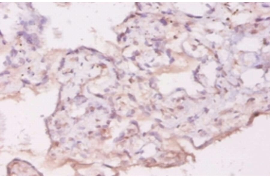 Immunohistochemistry - Growth/differentiation factor 5 Polyclonal Antibody from Signalway Antibody (42178)