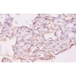 Immunohistochemistry - Growth/differentiation factor 5 Polyclonal Antibody from Signalway Antibody (42178)
