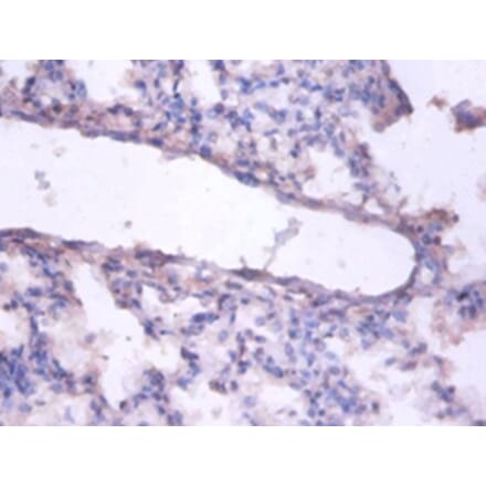 Immunohistochemistry - Enhancer of rudimentary homolog Polyclonal Antibody from Signalway Antibody (42373)