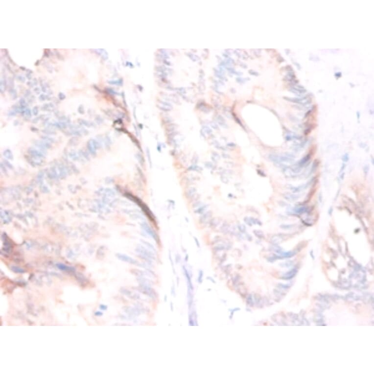 Immunohistochemistry - Growth/differentiation factor 8 Polyclonal Antibody from Signalway Antibody (42552)