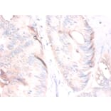 Immunohistochemistry - Growth/differentiation factor 8 Polyclonal Antibody from Signalway Antibody (42552)