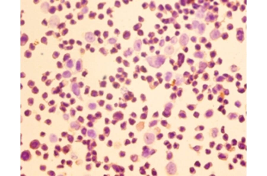 Immunohistochemistry - Homer protein homolog 1 Polyclonal Antibody from Signalway Antibody (42382) - Antibodies.com