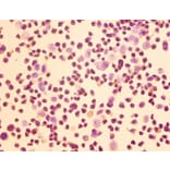 Immunohistochemistry - Homer protein homolog 1 Polyclonal Antibody from Signalway Antibody (42382) - Antibodies.com