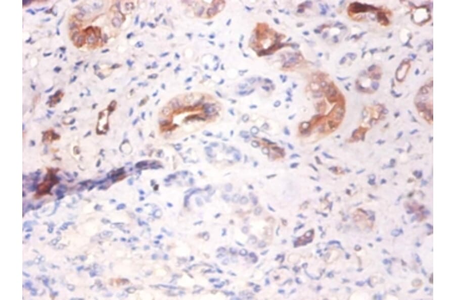 Immunohistochemistry - Alpha-2-HS-glycoprotein Polyclonal Antibody from Signalway Antibody (42456) - Antibodies.com
