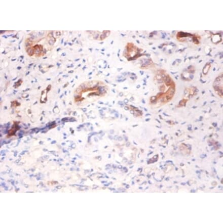 Immunohistochemistry - Alpha-2-HS-glycoprotein Polyclonal Antibody from Signalway Antibody (42456) - Antibodies.com