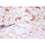 Immunohistochemistry - Alpha-2-HS-glycoprotein Polyclonal Antibody from Signalway Antibody (42456) - Antibodies.com