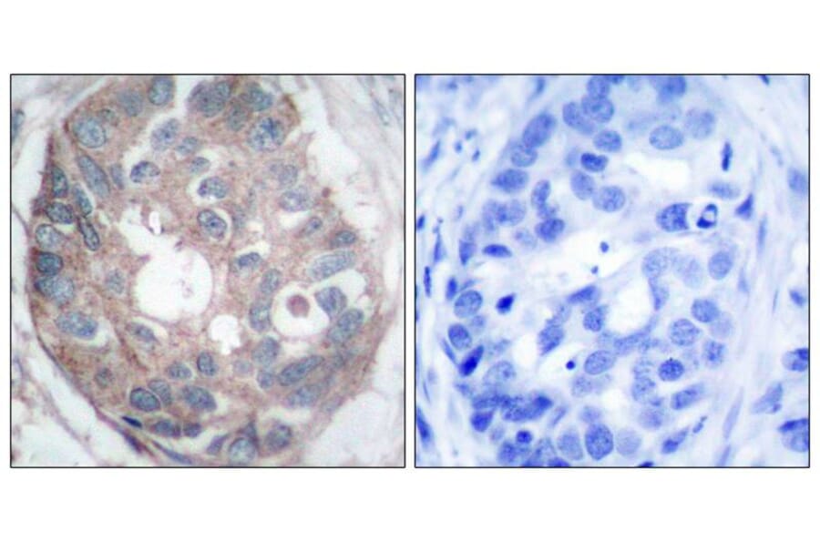 Immunohistochemistry - Dab1 (Ab-232) Antibody from Signalway Antibody (21251) - Antibodies.com