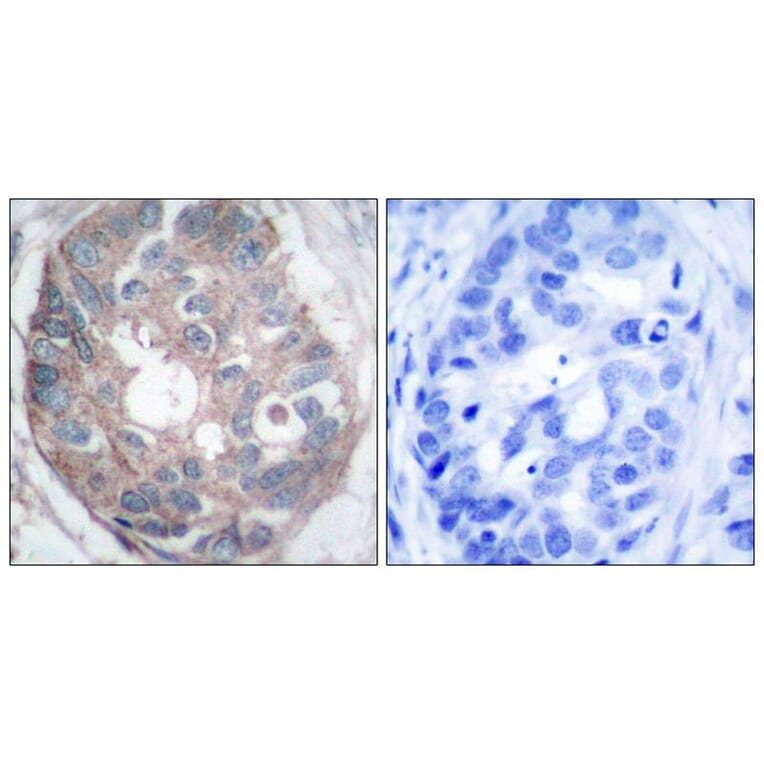 Immunohistochemistry - Dab1 (Ab-232) Antibody from Signalway Antibody (21251) - Antibodies.com