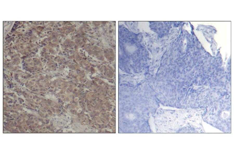 Immunohistochemistry - CREB (Ab-142) Antibody from Signalway Antibody (21300) - Antibodies.com