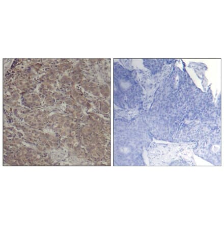 Immunohistochemistry - CREB (Ab-142) Antibody from Signalway Antibody (21300) - Antibodies.com