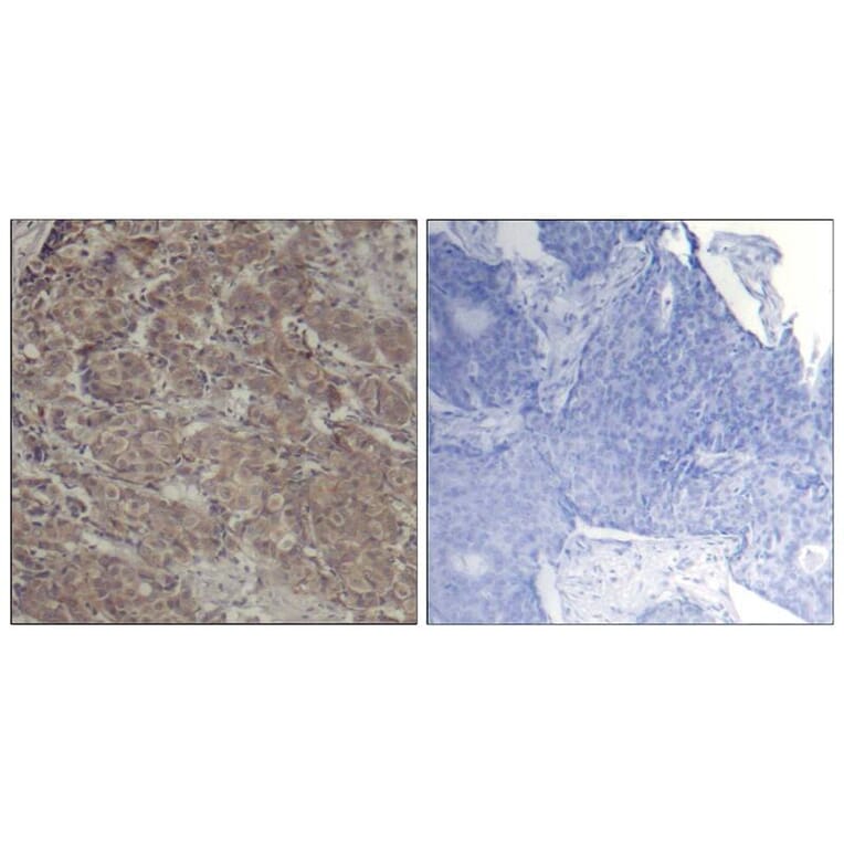 Immunohistochemistry - CREB (Ab-142) Antibody from Signalway Antibody (21300) - Antibodies.com