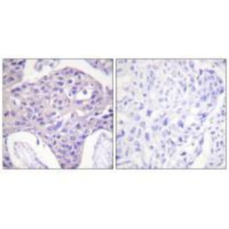 Immunohistochemistry - FOXO1/3/4-pan Antibody from Signalway Antibody (33135) - Antibodies.com