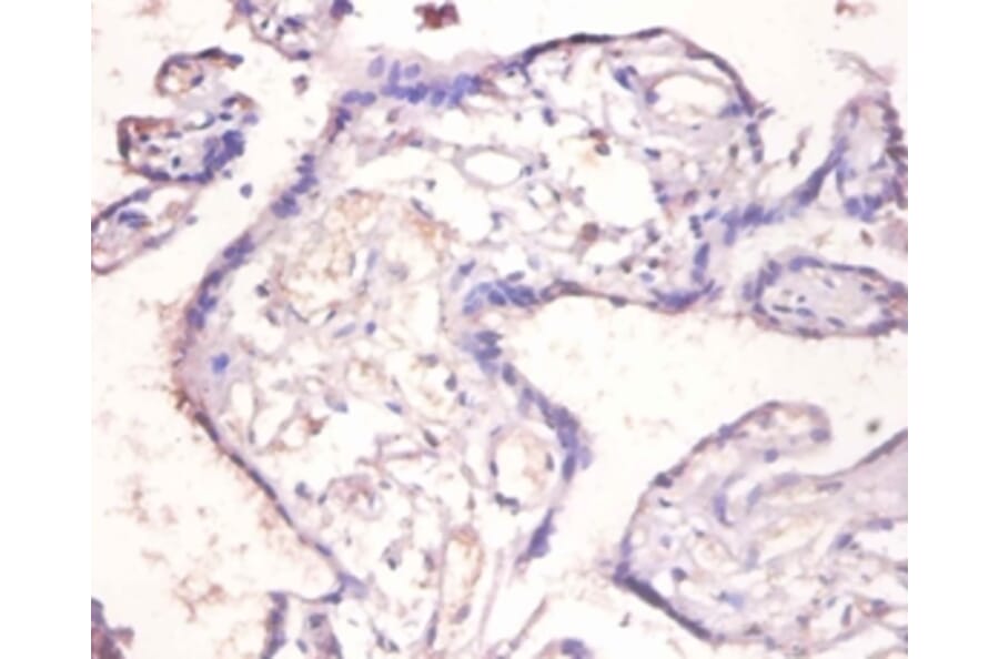 Immunohistochemistry - Interleukin-18-binding Polyclonal Antibody from Signalway Antibody (42607) - Antibodies.com