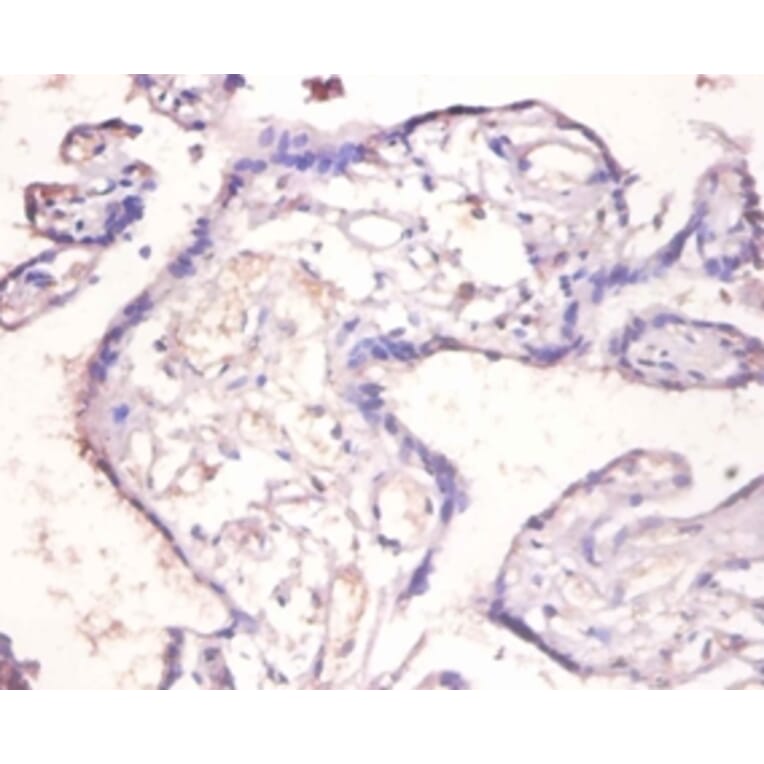 Immunohistochemistry - Interleukin-18-binding Polyclonal Antibody from Signalway Antibody (42607) - Antibodies.com