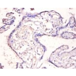 Immunohistochemistry - Interleukin-18-binding Polyclonal Antibody from Signalway Antibody (42607) - Antibodies.com